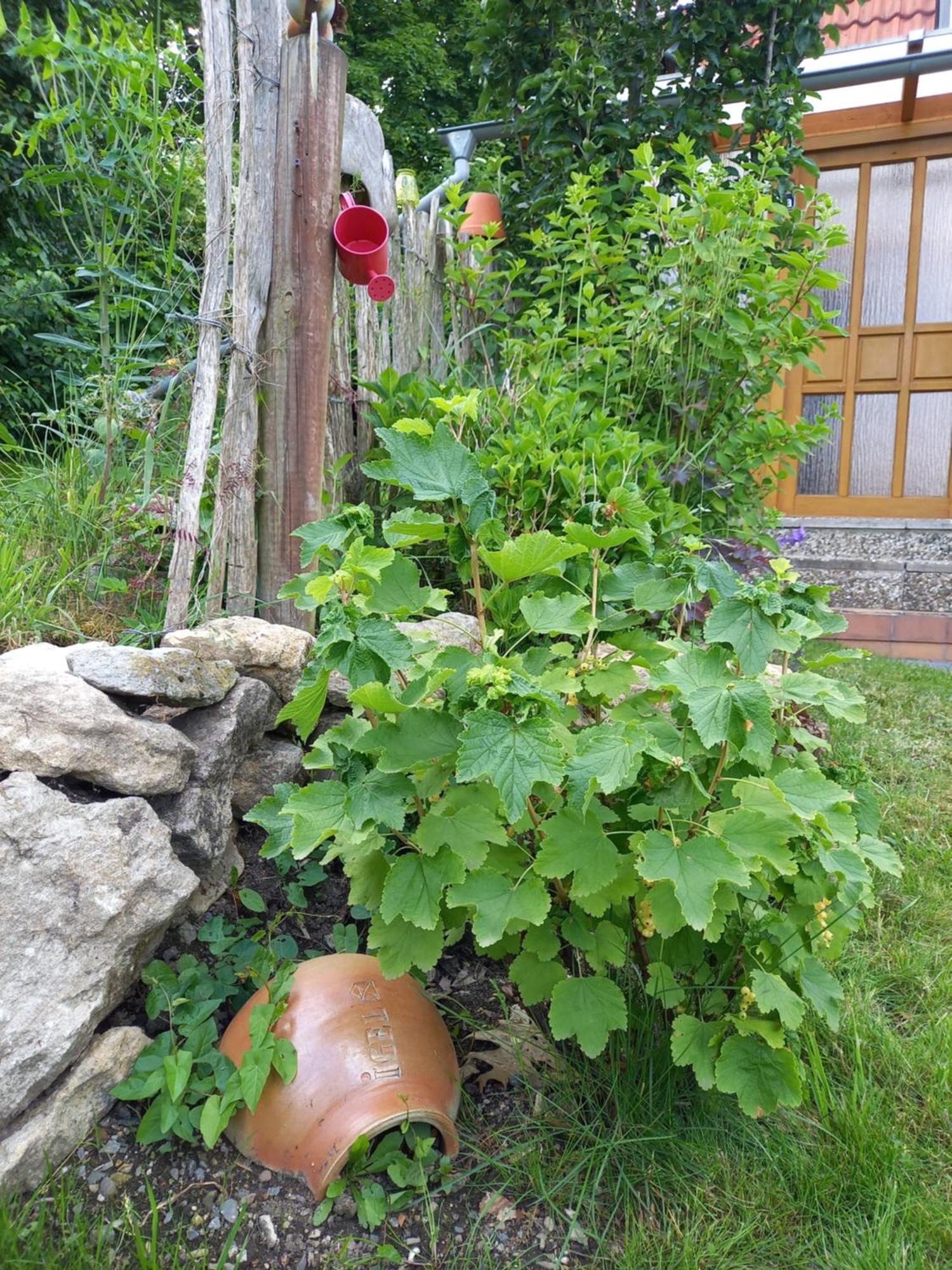 Elfenhaeuschen Mit 3 Dtv Sternen Ausgezeichnet Βίλα Bad Harzburg Εξωτερικό φωτογραφία